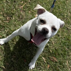 Minnie/Pug / Jack Russell Terrier (Smooth)/Female/1 Year,Hello there, my name is Minnie, and I'm a charming 1 year old female Pug mix with lots of love to share. I've got a zest for life that is just waiting to be explored with you. I'm in my puppy era, so I'm eager to learn about life and everything it has to offer. I'm pretty social but I don't really understand other dogs, so I will need ongoing training to help with my interactions with others. My play mate needs to be calm and neutral with other dogs. I don't have any history with other animals, so I might be curious, but I promise to be on my best behavior. I'm looking for a home where I can get plenty of time to play, explore, and learn. If you work average hours, that's perfect for me! I can entertain myself, but I also love company. I'm best suited for a home with adults or families with children over 12 years old as I am bouncy and am yet to understand that jumping and nipping (mainly to get what I want, when I want it!!) isn't overly fun for humans. My vets have plans to do further surgeries and this will be completed at RSPCA Veterinary Hospital in Yagoona. I would love the chance to settle into my new home first and allow for a smoother recovery. It is recommended that you are located in the Sydney/Illawarra/Central Coast as you will need to travel to Yagoona for further vet appointments. I'm a bundle of joy and energy, and I can't wait to meet you and become a part of your life! Best with Children Aged: 