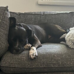 Boots/American Staffordshire Terrier/Female/2 Years 11 Months,Hi I’m Boots, and I’m soooo excited to meet my new family!  I am currently living with my awesome 
