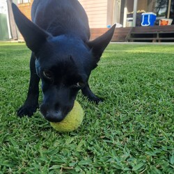 Adopt a dog:Espresso/Australian Kelpie / Mini Foxie / Tenterfield Terrier/Female/6 Years 11 Months,Hello, I'm Espresso, a lively and loveable small Australian Kelpie, but I look more like a little terrier breed!. I'm full of life and looking for a forever home where I can be myself. I enjoy the company of other dogs, and I'd love to share my new home with a furry sibling. I've been told I have a moderate lifestyle, which means I enjoy a good balance of playtime and relaxation. As I'm a bit of a complex lady, I need an experienced owner who can guide me and manage my behaviour. I promise, with your patience and understanding, I will be the best dog you've ever had. I have no known history of issues with other animals, so if you have other pets, that's okay too! I do have some specific home requirements. I need someone who is home most or all of the time as I enjoy company and don't like being left alone. I also need a quiet, calm household where I can relax and feel safe. I must have secure outdoor access, like an enclosed backyard or an attached enclosure, where I can run and play safely. I'm ready to get out of here for good and fall in love with anew family I can call my own. XX Espresso I'm currently in foster care so you will need to make an appointment to come and see me!