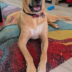 Haven/Staffordshire Bull Terrier / German Shepherd Dog/Female/1 Year 2 Months,Hey there, I’m Haven! I’m a sweet and spirited girl with a heart full of love and a whole lot of energy. I’m playful and always ready for some fun, but I can be a little nervous in new situations, so I’m looking for a patient and understanding home. I love making new dog friends, but I’m still learning the ropes when it comes to socializing, so I would be best suited to a house with no other animals at this stage. I know some basic cues like sit, stay, and come, and I’m eager to learn more with your help! Car rides? Oh, yes, please! Feeling the breeze and checking out new sights makes me so happy. And when it’s time to chill, there’s nothing better than some cozy couch time and a yummy long-lasting chew to keep me entertained. If you’re looking for a loyal companion who’s ready to grow and share some love, I’d be thrilled to join your family! Let’s make some great memories together! 