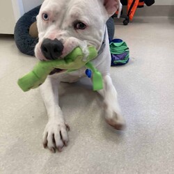 Lolly/American Bulldog / American Staffordshire Terrier/Female/3 Years 6 Months,Hi there! I’m Lolly, a sweet and spirited gal looking for the next chapter in life, will it be with you? I’m on the lookout for my new best friend. Someone to take me on sniffy walks, do treat training with me and find a sunny spot to laze in! I'm still learning to walk nicely on lead, so I need someone who’s ready to work with me on loose-leash walking using treat based training. I'm smart as well as pretty and I love learning! Especially when my favourite treats are on offer. Sometimes, I feel a little concerned when I’m left alone, but with a bit of patience and support, I know I can find my calm I just need someone to help me feel nice and safe in my new home environment. I absolutely love meeting new dog friends and have a typical Staffy play style. I'd best suited with a calm social dog that enjoys playing with other doggies my size! Because of my size and excitement levels, I’d do best in a home with dog savvy children who are comfortable around larger dogs. When I get excited, I can jump up, but it’s all in good fun – I just can’t contain my enthusiasm! 