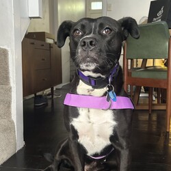 Boots/American Staffordshire Terrier/Female/2 Years 11 Months,Hi I’m Boots, and I’m soooo excited to meet my new family!  I am currently living with my awesome 