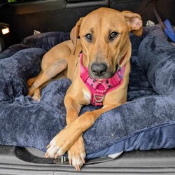 Haven/Staffordshire Bull Terrier / German Shepherd Dog/Female/1 Year 2 Months,Hey there, I’m Haven! I’m a sweet and spirited girl with a heart full of love and a whole lot of energy. I’m playful and always ready for some fun, but I can be a little nervous in new situations, so I’m looking for a patient and understanding home. I love making new dog friends, but I’m still learning the ropes when it comes to socializing, so I would be best suited to a house with no other animals at this stage. I know some basic cues like sit, stay, and come, and I’m eager to learn more with your help! Car rides? Oh, yes, please! Feeling the breeze and checking out new sights makes me so happy. And when it’s time to chill, there’s nothing better than some cozy couch time and a yummy long-lasting chew to keep me entertained. If you’re looking for a loyal companion who’s ready to grow and share some love, I’d be thrilled to join your family! Let’s make some great memories together! 