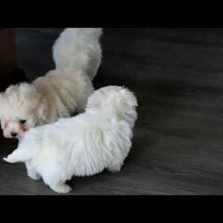 Ghost/Maltese									Puppy/Male																/December 30th, 2024,Meet Ghost, an adorable Maltese puppy! This gentle pup is vet checked and up to date on shots and wormer. Ghost can be registered with the ACA and comes with a health guarantee provided by the breeder. This cuddly pup is well socialized and would make the sweetest addition to anyone’s family. To find out more about Ghost, please contact David & Mary today!