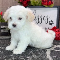 Winston/Havanese/Male/9 weeks Adopt a dog:Winston/Havanese/Male/9 weeks,Hello there! I am so anxious to meet you. I love to be around people, and you will definitely enjoy being with me! I’m looking forward to meeting my new forever family. Could that be with you? I sure hope so. I am a gorgeous puppy with a personality to match. I am also up to date on my vaccinations and vet checked from head to tail, so when you see me, I will be as healthy as can be. What are you waiting for, I know I will be the best friend you have dreamed of?