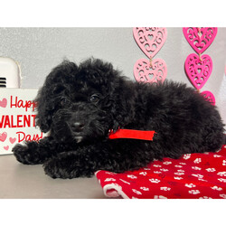 Donner/Bernedoodle/Male/17 weeks Adopt a dog:Donner/Bernedoodle/Male/17 weeks,Hi, I'm Donner! It's very nice to meet you. I am a very outgoing puppy looking for a family where I would fit in! If you think you could be that family, hurry up and pick me up. I will be up to date on my vaccinations before coming home to you, so we can play as soon as I get there. I'm very excited about meeting my new family, so please don't make me wait too long!