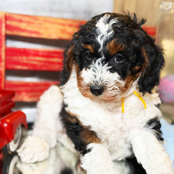 Serena/Bernedoodle/Female/7 weeks Adopt a dog:Serena/Bernedoodle/Female/7 weeks,Serena is a captivating little charmer, she will be the perfect companion for the whole family to enjoy. She is very mellow, yet ready to play. She is a real show-stopper whose face says “You’re going to take me home, right?” After a long day at work, this cutie will surely make your day with all her puppy kisses waiting at the door. Serena loves to cuddle and just relax while getting her belly rubbed. Hurry! She can't wait to start sharing her love with her new family!
