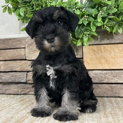 Molly/Miniature Schnauzer/Female/7 weeks Adopt a dog:Molly/Miniature Schnauzer/Female/7 weeks,Hello! My name is Molly! Am I not the cutest puppy you have ever seen? That is what everyone keeps telling me. Not only am I cute, but I also have a great personality too. Before arriving home, I will be up to date on my vaccinations and be pre-spoiled. I will make the perfect best friend and companion! So, what are you waiting for? Choose me today!