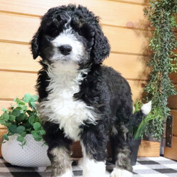 Fate/Bernedoodle/Female/11 weeks Adopt a dog:Fate/Bernedoodle/Female/11 weeks,Hi, my name is Fate, and I am the companion you have been looking for! I am the true definition of a man's best friend. I will arrive at my new home up to date on my vaccinations and vet checked from head to tail. We can play fetch or go for a walk; it does not matter as long as I'm with you. Pick me, you will not regret it! Call about me today before it is too late!