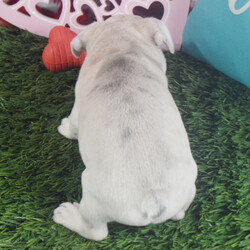 Daisy/French Bulldog/Female/7 weeks Adopt a dog:Daisy/French Bulldog/Female/7 weeks,Hello! My name is Daisy, and I'm super excited to meet you! I cannot wait to join your family and go on adventures with you. I love to play. I also like to snuggle up next to you for a quiet nap, especially on those rainy days. I come up to date on vaccinations and vet checked, so I will be healthy, happy, and ready to come to my FUR-ever home! So, go ahead and pick me for a lifetime of puppy kisses and love. Don’t wait!