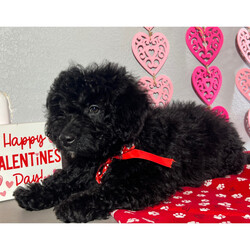 Donner/Bernedoodle/Male/17 weeks Adopt a dog:Donner/Bernedoodle/Male/17 weeks,Hi, I'm Donner! It's very nice to meet you. I am a very outgoing puppy looking for a family where I would fit in! If you think you could be that family, hurry up and pick me up. I will be up to date on my vaccinations before coming home to you, so we can play as soon as I get there. I'm very excited about meeting my new family, so please don't make me wait too long!