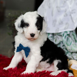Adopt a dog:Gus/Sheepadoodle/Male/6 weeks,Hello! My name is Gus! I am like a ray of sunshine that is ready to brighten up your life. I will take you back in time and bring that large childhood grin back to your face. So, if you have room in your home and heart for a puppy like me, then call now. I will arrive up to date on vaccinations, vet checked and ready to share all of my puppy love with you. I'll be waiting for your call.