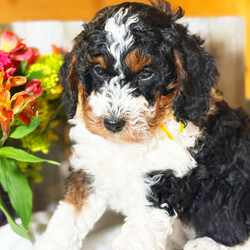 Serena/Bernedoodle/Female/7 weeks Adopt a dog:Serena/Bernedoodle/Female/7 weeks,Serena is a captivating little charmer, she will be the perfect companion for the whole family to enjoy. She is very mellow, yet ready to play. She is a real show-stopper whose face says “You’re going to take me home, right?” After a long day at work, this cutie will surely make your day with all her puppy kisses waiting at the door. Serena loves to cuddle and just relax while getting her belly rubbed. Hurry! She can't wait to start sharing her love with her new family!