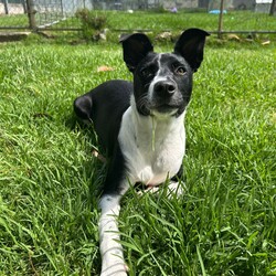 Tommy/Australian Kelpie/Male/8 Months,Meet Tommy, an irresistibly adorable 6-month-old black and white Kelpie cross who is ready to find his forever home! With his playful spirit and sweet demeanor, Tommy is sure to capture your heart and become a cherished member of your family. This little guy is bursting with energy and curiosity, which means he’s looking for an active family who can keep up with his playful antics. Kelpies are known for their intelligence and agility, and Tommy is no exception; he thrives on mental stimulation and physical exercise. Daily walks, fun play sessions, and exciting adventures will be essential to keep him happy and healthy. Tommy is not just looking for a home—he’s seeking a committed owner who understands the importance of training and socialization. He is eager to learn and will flourish with positive reinforcement techniques that will help him develop into a well-mannered adult dog. Whether it’s learning basic commands, engaging in fun activities, or simply enjoying time outdoors, Tommy is ready to bond and grow with a loving family. He would do best in an environment where he can participate in family activities and outdoor explorations, so if you enjoy hiking, playing in the park, or just spending time outdoors, Tommy will be your perfect partner. His playful nature and loving spirit make him an excellent fit for families who can provide the time, patience, and attention he needs. If you’re ready to welcome a joyful and energetic pup into your life, Tommy is waiting for you! With the right family by his side, he’s sure to bring laughter, love, and unforgettable memories to your home. Don’t miss the chance to make this sweet boy a part of your family—he can’t wait to start his adventure with you! If you are interested in giving this wonderful pet a home, please CLICK HERE to visit our website and complete an expression of interest. 