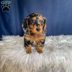 Benji- Mini/Dachshund									Puppy/Male																/7 Weeks,Meet Benji. Benji is a mini long haired dachshund. Mom Tootsie weighs around 12 lbs and is such a sweet mom. Dad Leo weighs around 10 lbs and is a very friendly dog.