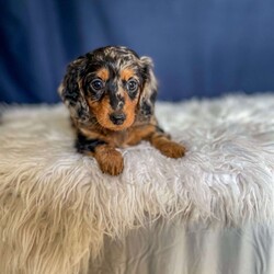 Benji- Mini/Dachshund									Puppy/Male																/7 Weeks,Meet Benji. Benji is a mini long haired dachshund. Mom Tootsie weighs around 12 lbs and is such a sweet mom. Dad Leo weighs around 10 lbs and is a very friendly dog.