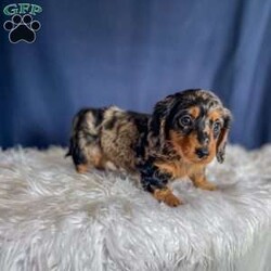 Benji- Mini/Dachshund									Puppy/Male																/7 Weeks,Meet Benji. Benji is a mini long haired dachshund. Mom Tootsie weighs around 12 lbs and is such a sweet mom. Dad Leo weighs around 10 lbs and is a very friendly dog.