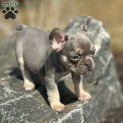 Cielo/French Bulldog									Puppy/Male																/January 11th, 2025,Meet Cielo . This fiesty little puppy is looking for his forever home .The ideal home would be one that can give him plenty of attention and take well care of him. Cielo comes up to date on all his vaccinations and dewormings and comes with AKC registration paperwork. Reach out to John today if interested in adopting this playful puppy. John offers a 1 year genetic health guarantee