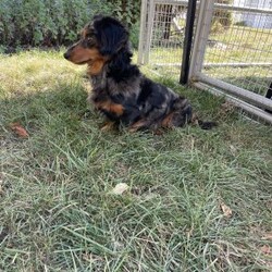Benji- Mini/Dachshund									Puppy/Male																/7 Weeks,Meet Benji. Benji is a mini long haired dachshund. Mom Tootsie weighs around 12 lbs and is such a sweet mom. Dad Leo weighs around 10 lbs and is a very friendly dog.