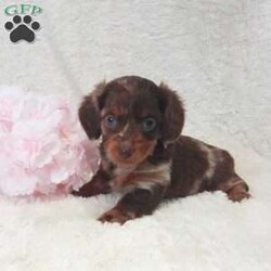 Daisy/Dachshund									Puppy/Female														/6 Weeks,Meet Daisy, this sweet little girl loves to cuddle, she has very unique coloring and is well socialized with kids. Daisy will come with a vet health certificate, a health guarantee and a genetic guarantee. She is up to date on shots and dewormed. We do offer delivery service anywhere in the US . For more info or any additional questions contact James. 