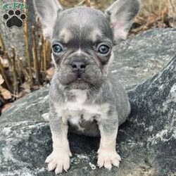 Cielo/French Bulldog									Puppy/Male																/January 11th, 2025,Meet Cielo . This fiesty little puppy is looking for his forever home .The ideal home would be one that can give him plenty of attention and take well care of him. Cielo comes up to date on all his vaccinations and dewormings and comes with AKC registration paperwork. Reach out to John today if interested in adopting this playful puppy. John offers a 1 year genetic health guarantee