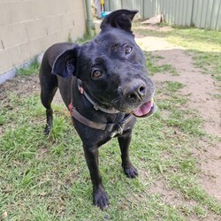 Juno/Staffordshire Bull Terrier / German Shepherd Dog/Female/6 Years 3 Months,Hello there, my name is Juno! I'm a relaxed, independent lady looking for my new home! I'd suit a quieter home where I can be included as part of the family, coming both inside and outdoors, as well as joining you for daily walks, or simply snuggling up on a nice soft bed by your feet in the evening. Any children in the home will need to be over 12 years of age and confident around dogs, who understand I may not always want pats and cuddles. I know sometimes you have to go out, if you leave me with some fun toys, yum treats, fresh water bowl and a sheltered, snuggly bed, I should be safe and happy until you get home. I would benefit from daily enrichment and interactive feeders to help keep my mind and body active. I’d be best as the only dog in the home, as I am not fond of other dogs and would like all the love, pats and attention for myself. Dog parks and off-leash areas are not ideal for me as I do not like rude dogs rushing up to my face and would prefer walks around the neighbourhood or on-lead areas where we can relax and enjoy our time together.  