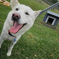 Daisy/Siberian Husky/Female/3 Years 10 Months,Hello there! My name is Daisy, and I’m a spirited Siberian Husky ready to find my forever home. I’ve had a bit of a journey, including some surgery on my front leg, but I’m happy to report that I’ve fully recovered and am feeling great! I’m back to my playful self, eager to explore the world around me. I’m a bit of a shy girl, especially when meeting new people. It takes me some time to warm up, so it’s important that my future family understands that I might need a few meet-and-greet sessions before I feel comfortable. Patience is key with me, but once I trust you, I promise I’ll be your loyal companion! As much as I love to romp around, I also enjoy my quiet moments, especially in outdoor spaces. I thrive with indoor/outdoor access, so having a yard where I can stretch my legs and enjoy the fresh air is ideal for me. This way, I can soak up all the love and attention without feeling overwhelmed. Because of my temperament, I would do best in a home without children under 15. It’s crucial that my new family has experience with Huskies and understands our unique traits. I can be a little quirky, and having someone who knows how to channel my energy and spirit will make a big difference in our lives together. If you think you can offer me the time, space, and understanding I need, I’d love to meet you! Let’s see if we can create some wonderful memories together. 