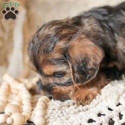 Lila/Yorkie Poo									Puppy/Female														/6 Weeks,Meet our adorable Yorkipoos! They are sweet and cuddly and would make the perfect addition to your family! Our children love to cuddle them and give them lots of attention!