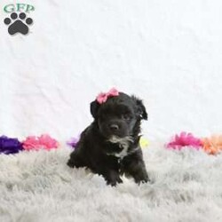 Gloria/Havapoo									Puppy/Female														/6 Weeks,Introducing Gloria, a delightful and playful black havapoo puppy ready to fill your home with joy and laughter. With her stunning black coat and charming personality, Gloria is the perfect companion for families and individuals alike. She loves to frolic and play, bringing boundless energy and affection to your life. Ideal for anyone seeking a loyal and loving pet, Gloria is not just a puppy; she’s a bundle of joy waiting for a forever home. Don’t miss the chance to welcome this adorable furball into your heart and home!