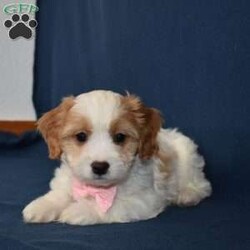 Stella/Cavachon									Puppy/Female														/8 Weeks,Hi my name is Stella! If your looking for your furever companion pick me.  I’m sweet,outgoing,playful and will bring you years of joy. 