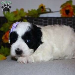 Cindi/Coton de Tulear Mix									Puppy/Female														/February 20th, 2025,Cindi is not just a puppy he’s a darling Pooton, a bundle of love waiting to become your loyal companion. Spend a little time with them and they will stick by your side no matter what, their loyalty is outstanding. Playtime is no joke to them, and they will always find a way to make you smile whether its snuggling up to you on the couch or running around the house. With a silky, soft coat and deep brown, puppy-dog eyes, this little baby will steal your heart from the very first minute you see him. Don’t miss a lifetime of tail wags and puppy dog kisses make him yours today!! Calvin will join his loving family with: First vet exam already completed Current on necessary vaccines and dewormer One year health guarantee Microchipped Our adorable puppies come from a loving and well-cared-for home. The mother,Cay is a Coton De Tulear doting, attentive parent. Chester the father is a mini Poodle exudes playfulness and intelligence. These proud parents have imparted their wonderful traits to their offspring, ensuring that our puppies will make fantastic companions for their future families. Rest assured, the care and love these parents have received are reflected in the happy and healthy puppies they’ve produced