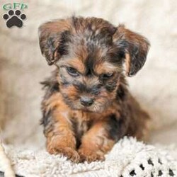 Lila/Yorkie Poo									Puppy/Female														/6 Weeks,Meet our adorable Yorkipoos! They are sweet and cuddly and would make the perfect addition to your family! Our children love to cuddle them and give them lots of attention!