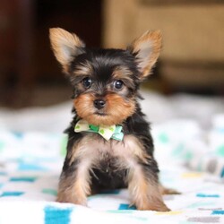 Dylan/Yorkie									Puppy/Male																/10 Weeks,Meet Dylan! He is the most adorable AKC Registered Yorkshire Terrier, overflowing with charm and personality. With his silky coat, bright, sparkly eyes, and playful spirit, he’s the perfect blend of sweetness and spunk. He is affectionate, intelligent, and always eager to be by your side, whether it’s for cuddles or playful adventures. He’s a tiny bundle of love, ready to bring endless joy and warmth to his forever home!