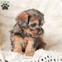 Lila/Yorkie Poo									Puppy/Female														/6 Weeks,Meet our adorable Yorkipoos! They are sweet and cuddly and would make the perfect addition to your family! Our children love to cuddle them and give them lots of attention!