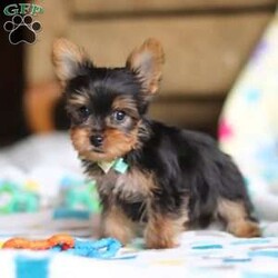 Dylan/Yorkie									Puppy/Male																/10 Weeks,Meet Dylan! He is the most adorable AKC Registered Yorkshire Terrier, overflowing with charm and personality. With his silky coat, bright, sparkly eyes, and playful spirit, he’s the perfect blend of sweetness and spunk. He is affectionate, intelligent, and always eager to be by your side, whether it’s for cuddles or playful adventures. He’s a tiny bundle of love, ready to bring endless joy and warmth to his forever home!