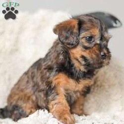 Lila/Yorkie Poo									Puppy/Female														/6 Weeks,Meet our adorable Yorkipoos! They are sweet and cuddly and would make the perfect addition to your family! Our children love to cuddle them and give them lots of attention!