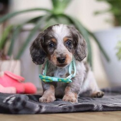 Enzo/Dachshund									Puppy/Male																/8 Weeks,Meet Enzo he is a spirited little Dachshund who doesn’t let anything hold his back. With a heart full of courage and curiosity, he’s always ready for an adventure whether it’s sniffing around, exploring new spots, or chasing his favorite toys. His lively, playful nature is paired with a loyal streak that adds to his charm, making him as stubborn as he is sweet. 