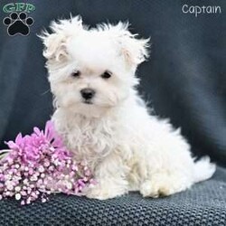 Captain/Maltese									Puppy/Male																/11 Weeks,These adorable Maltese puppies are searching for their loving forever homes! Raised in a caring family environment, they are well-socialized and accustomed to daily interaction, ensuring they grow into friendly, affectionate companions. Their sweet and playful nature makes them a perfect fit for families, singles, or anyone looking for a loyal, loving pet.