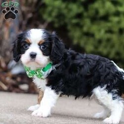 Dereck/Cavalier King Charles Spaniel									Puppy/Male																/7 Weeks,Meet Dereck, a dashing Cavalier King Charles Spaniel with a heart of gold and an endlessly affectionate spirit! With his luxuriously soft coat and expressive eyes, he embodies the charm and elegance of his breed. This little guy is full of love and always ready to greet you with a wagging tail and plenty of kisses. His playful yet gentle demeanor makes him a wonderful companion for families, children, and anyone looking for a loyal best friend. Whether he’s chasing after toys, snuggling up for belly rubs, or simply enjoying time by your side, this pup’s warm and loving nature will bring joy to every moment!