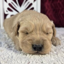 Adopt a dog:Rain/Golden Retriever/Female/5 weeks,Hi, I'm Rain! I'm a 5-week-old female Golden Retriever with a beautiful dark golden coat, born on March 1, which makes me a Pisces sign. I'll be ready to go home to my forever family after April 26, once I'm grown enough to leave my litter. When I reach my adult size, I should weigh between 55–65 lbs. I'm AKC registered. I'm looking forward to being your sunshine on a rainy day.