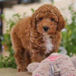 Adopt a dog:Rocco/Poodle/Male/9 weeks,Hi, I'm Rocco! I'm a 9-week-old male Poodle with a beautiful red coat, born on February 3, which makes me an Aquarius pup. I am ready now to plan my trip to my forever family. I'm AKC registered. I can't wait to make every moment with you a special memory.