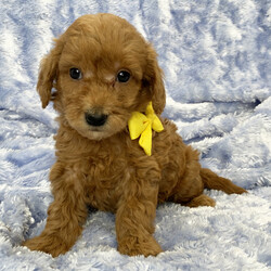 Greyson/Goldendoodle/Male/6 weeks Adopt a dog:Greyson/Goldendoodle/Male/6 weeks,Hi, I'm Greyson! I'm a 6-week-old male Goldendoodle with a beautiful red coat, born on February 21, which makes me a Pisces sign. I'll be ready to go home to my forever family after April 18, once I'm grown enough to leave my litter. I'm ICA registered. The bond that we'll build, of love and affection, will make a lifelong partnership and an unforgettable connection.
