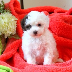 Faith/Havapoo									Puppy/Female														/February 21st, 2025,Faith is a fun and playful Havapoo puppy that is socialized and being family raised with children. This sweet pooch is up to date on shots & wormer and will be vet checked, plus the breeder provides a 30 day health guarantee for her. To meet this precious gal, call the breeder today!