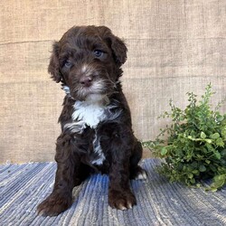 Daisy/Portuguese Water Dog									Puppy/Female														/February 24th, 2025,Meet Daisy the Portuguese Water Dog puppy—she’s a fluffy ball of fun! With her soft, non-shedding coat and eager-to-please attitude, she’ll be a great addition to any family and a vital part of all your adventures!
