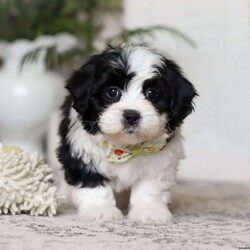 Buddy/Teddy Bear									Puppy/Male	/12 Weeks,Meet Buddy, the snuggliest Teddy Bear you’ll ever meet! With his ultra-soft fur, warm button eyes, and cuddly little paws, Buddy is the perfect companion for hugs, comfort, and endless adventures. Whether he’s tagging along for playtime, offering a soft shoulder during nap time, or simply sitting by your side, Buddy brings a sense of calm and coziness wherever he goes. His sweet smile and lovable charm make him a timeless friend for kids and grown-ups alike. With Buddy in your arms, you’ll always have a little extra love to hold on to.