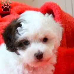 Faith/Havapoo									Puppy/Female														/February 21st, 2025,Faith is a fun and playful Havapoo puppy that is socialized and being family raised with children. This sweet pooch is up to date on shots & wormer and will be vet checked, plus the breeder provides a 30 day health guarantee for her. To meet this precious gal, call the breeder today!