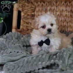 Hemi/Teddy Bear									Puppy/Male	/12 Weeks,To contact the breeder about this puppy, click on the “View Breeder Info” tab above.