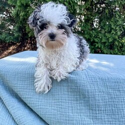 Tundra/Yorkie Poo									Puppy/Male	/20 Weeks,Meet Tundra. He is an adorable tiny puppy. Mom Mitzi is a yorkiepoo and weighs around 5 lbs. Dad is a mini poodle and weighs around 5 lbs as well. Tundra is well socialized and is very friendly and loves to be cuddled. He is up to date on shots and deworming. He was checked out by our vet from head to toe. Give us a call if you have any questions about Tundra or would like to adopt him. 
