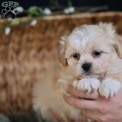 Hemi/Teddy Bear									Puppy/Male	/12 Weeks,To contact the breeder about this puppy, click on the “View Breeder Info” tab above.