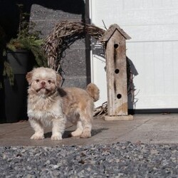 Hemi/Teddy Bear									Puppy/Male	/12 Weeks,To contact the breeder about this puppy, click on the “View Breeder Info” tab above.